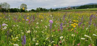 Blumenwiese