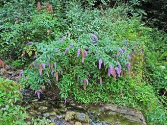 Buddleja