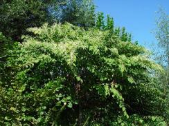 Knöterich Blüten