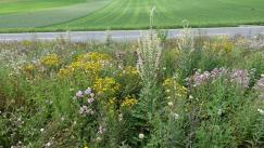 Ruderalfläche 2-jährig